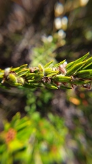 Phyllota phylicoides