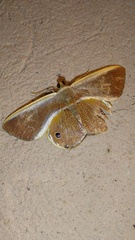 Opisthoxia