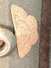 Cosymbiini