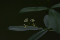 Zanthoxylum asiaticum