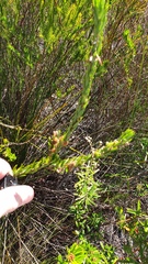 Phyllota phylicoides