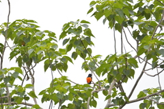 Pericrocotus flammeus