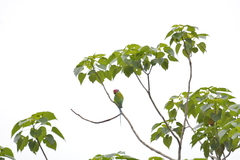 Psittacula cyanocephala