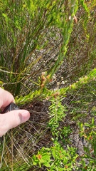 Phyllota phylicoides