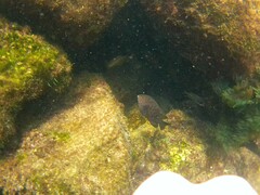 Plectroglyphidodon marginatus