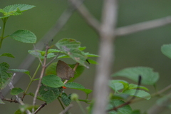 Surendra quercetorum