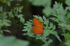 Ariadne ariadne