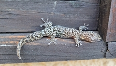 Afrogecko porphyreus