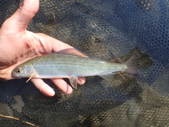 East Siberian Grayling photo 4