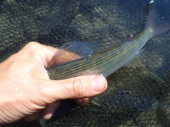 East Siberian Grayling photo 5