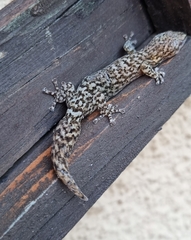 Afrogecko porphyreus