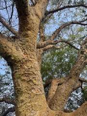 Ficus sycomorus sycomorus