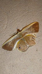 Opisthoxia