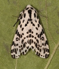 Hypercompe permaculata