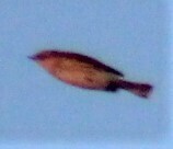 Setophaga coronata