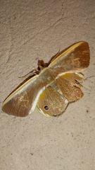 Opisthoxia