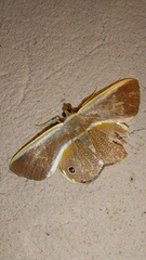 Opisthoxia