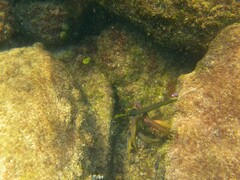 Aulostomus chinensis