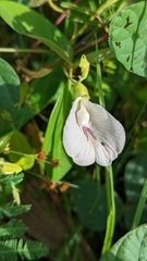 Centrosema pubescens