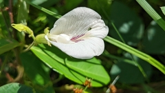 Centrosema pubescens