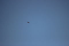 Setophaga coronata