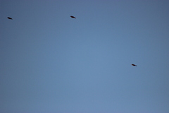 Setophaga coronata