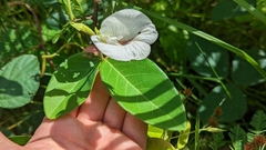 Centrosema pubescens