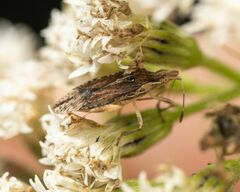 Harmostes fraterculus