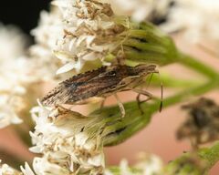 Harmostes fraterculus