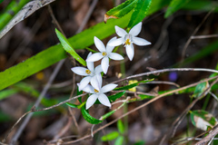Crowea angustifolia