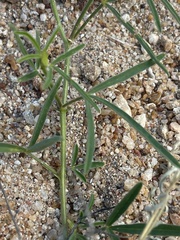 Crotalaria sphaerocarpa sphaerocarpa