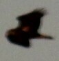 Haliaeetus leucocephalus