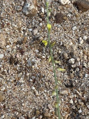 Crotalaria sphaerocarpa sphaerocarpa