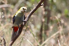 Platycercus adscitus