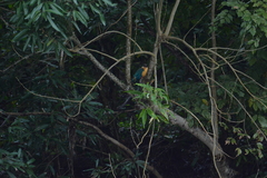 Pelargopsis capensis