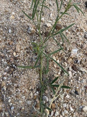 Crotalaria sphaerocarpa sphaerocarpa