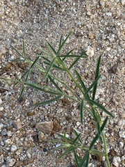 Crotalaria sphaerocarpa sphaerocarpa
