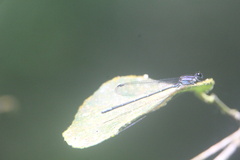 Argia oculata