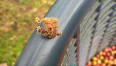 Phobetron hipparchia