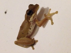 Polypedates cruciger