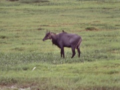 Boselaphus tragocamelus