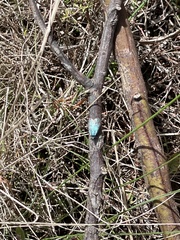 Pollanisus viridipulverulenta
