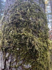 Homalothecium nuttallii