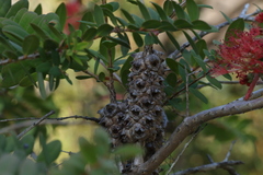 Melaleuca hypericifolia