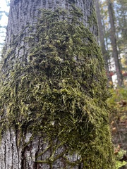 Homalothecium nuttallii