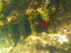 Heterocentrotus mamillatus