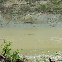 Egretta novaehollandiae novaehollandiae