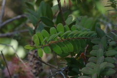 Melaleuca hypericifolia