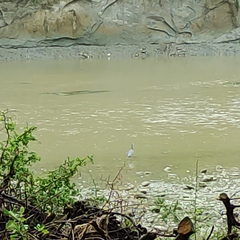 Egretta novaehollandiae novaehollandiae