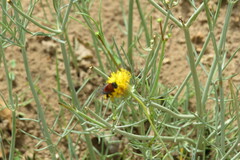 Thelesperma megapotamicum